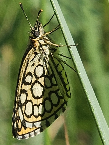 Large Chequered Skipper