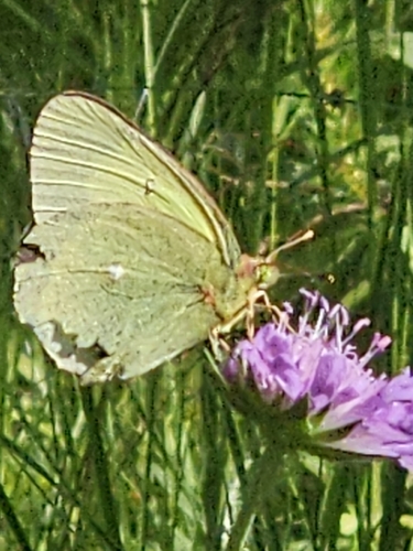 Moorland Clouded Yellow