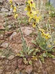 Verbascum damascenum