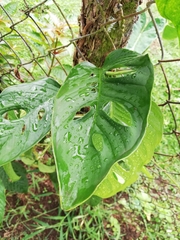 Monstera obliqua