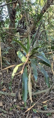 Dracaena aletriformis, photograph (c) Brendan Smith, some rights reserved (CC BY-SA)