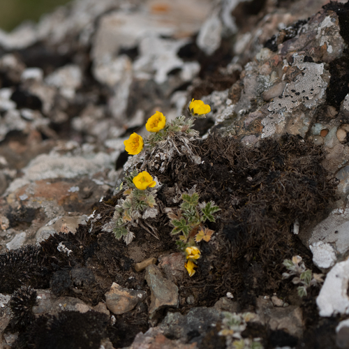Potentilla sinonivea