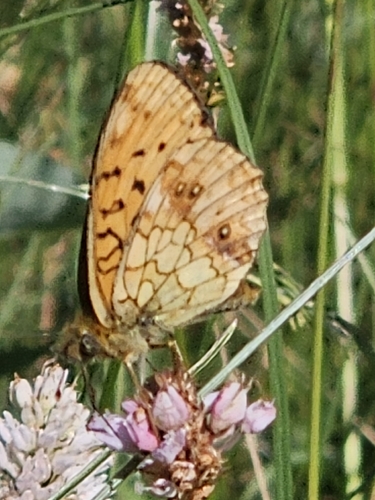 Lesser Marbled Fritillary