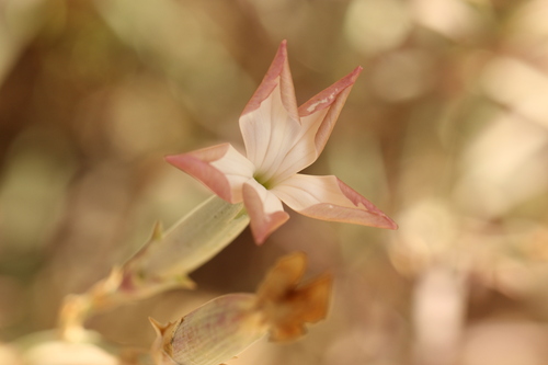 Dianthus monadelphus
