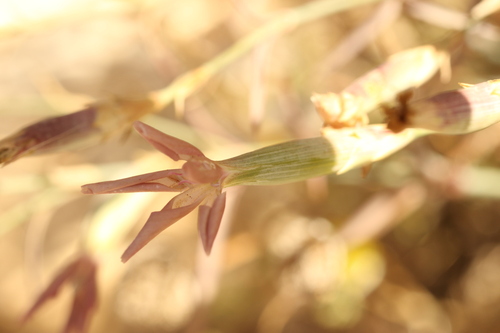 Dianthus monadelphus, photograph 2