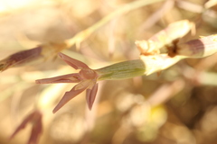 Dianthus monadelphus, photograph (c) Chaym Turak, some rights reserved (CC BY-SA)