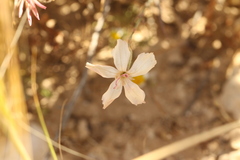 Dianthus monadelphus, photograph (c) Chaym Turak, some rights reserved (CC BY-SA)