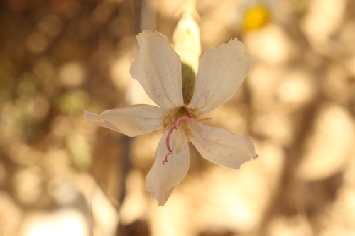 Dianthus monadelphus, photograph 1
