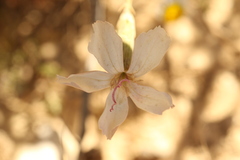 Dianthus monadelphus, photograph (c) Chaym Turak, some rights reserved (CC BY-SA)