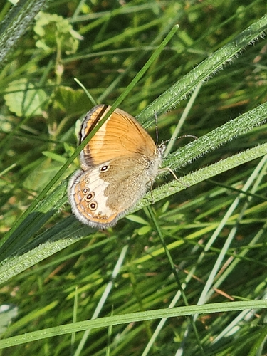 Pearly Heath