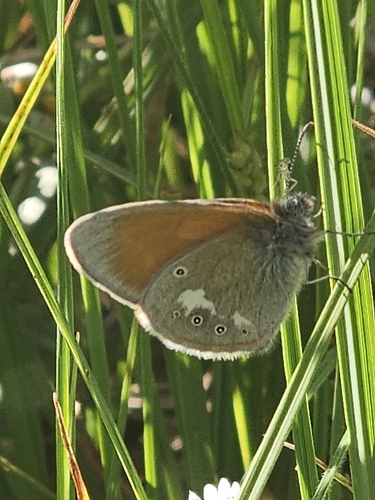 Chestnut Heath