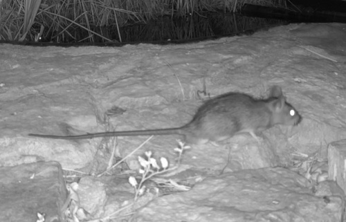 Black Rat