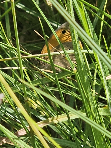 Meadow Brown