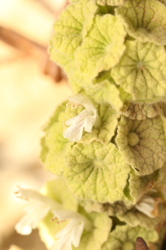 Pseudodictamnus undulatus
