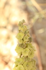 Pseudodictamnus undulatus, photograph (c) Chaym Turak, some rights reserved (CC BY-SA)