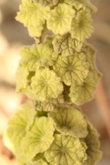 Pseudodictamnus undulatus, photograph (c) Chaym Turak, some rights reserved (CC BY-SA)