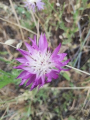 Centaurea crocodylium