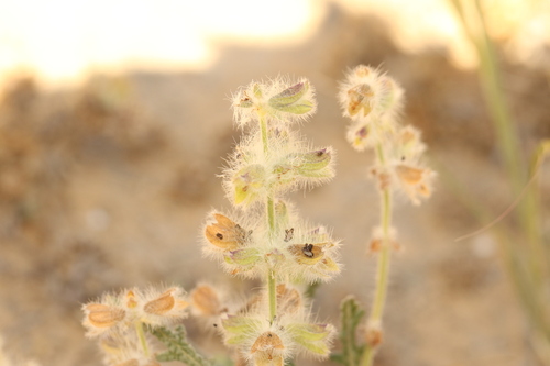 Salvia lanigera, photograph 2