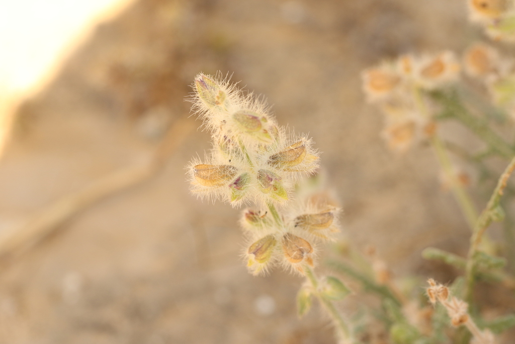 Salvia lanigera; photograph (c) Chaym Turak, some rights reserved (CC BY-SA)