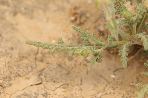 Salvia lanigera, photograph 3