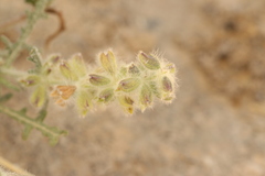 (c) Chaym Turak, some rights reserved (CC BY-SA) Salvia lanigera, photograph (c) Chaym Turak, some rights reserved (CC BY-SA)