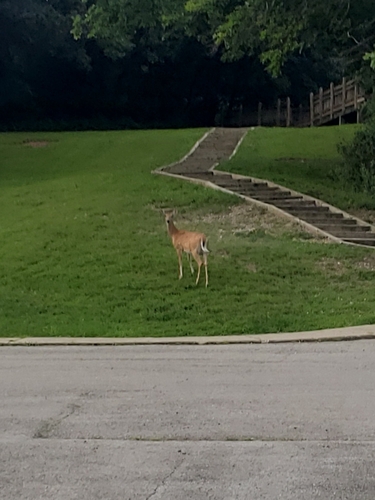 White-tailed Deer