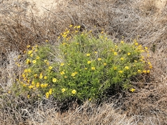 Sidneya tenuifolia
