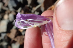 Penstemon davidsonii davidsonii