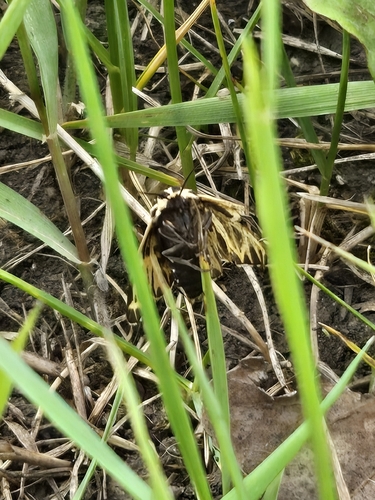 Little Virgin Tiger Moth
