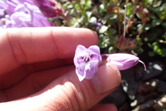 Penstemon davidsonii davidsonii