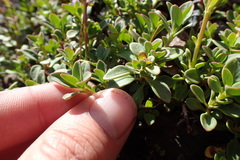 Penstemon davidsonii davidsonii