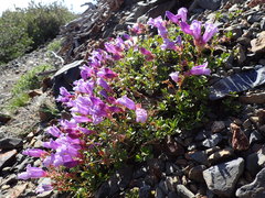 Penstemon davidsonii davidsonii
