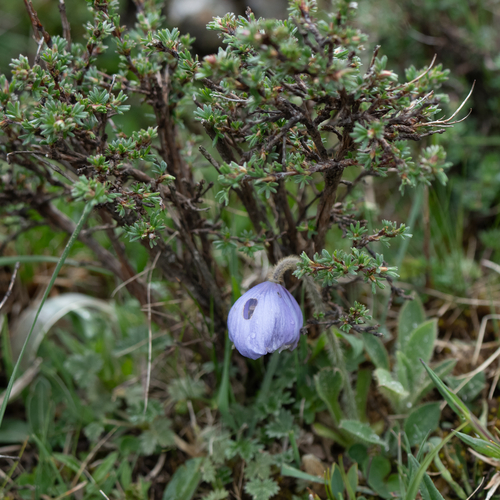 Harebell Poppy