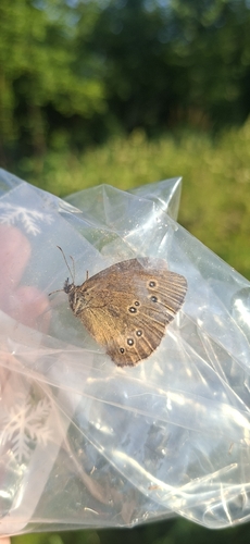 Ringlet