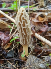 Morchella diminutiva