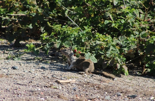 iNaturalist observation photo of California Ground Squirrel