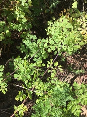 Thalictrum fendleri polycarpum