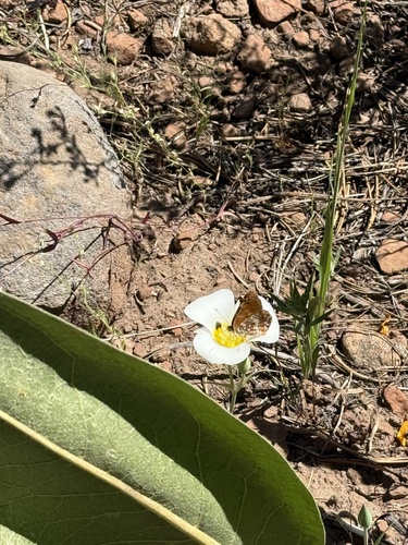 iNaturalist observation photo of Pacific Fritillary