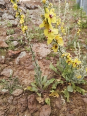Verbascum damascenum