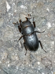 Dorcus parallelipipedus