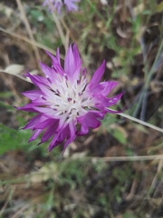 Centaurea crocodylium