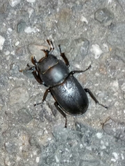 Dorcus parallelipipedus