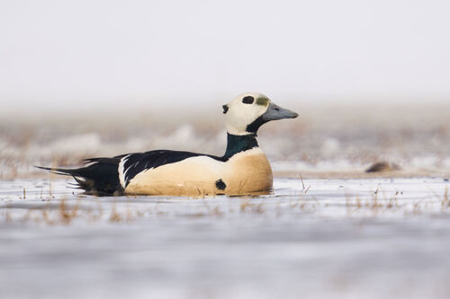 Steller's Eider, photo 9 of 10