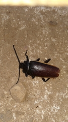 Solenoptera