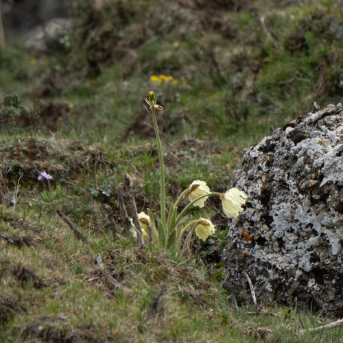 Yellow Chinese poppy