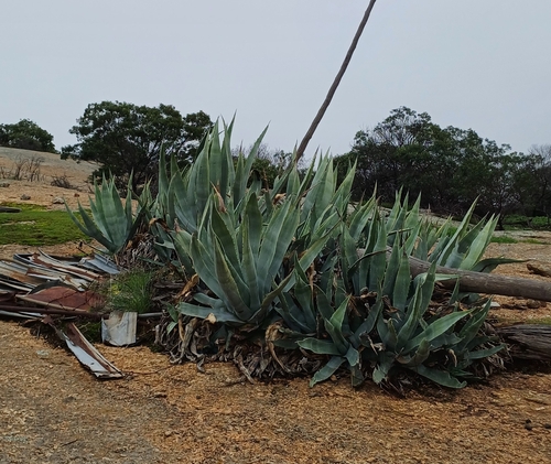 American century plant