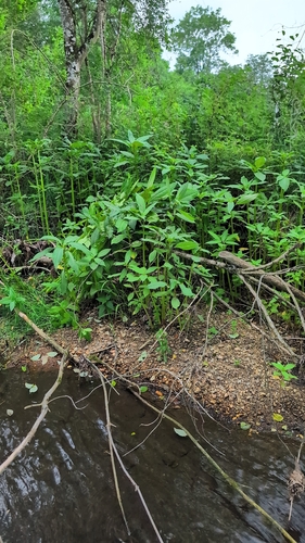 Himalayan balsam