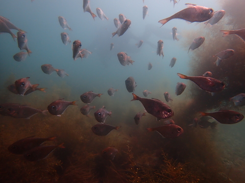 Japanese sweeper (Pempheris japonica) — Pempheridae — 4