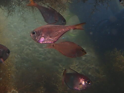 Japanese sweeper (Pempheris japonica) — Pempheridae — 5