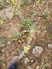 Verbascum damascenum